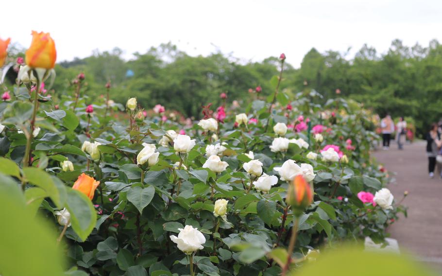 Flowers in the theme park.