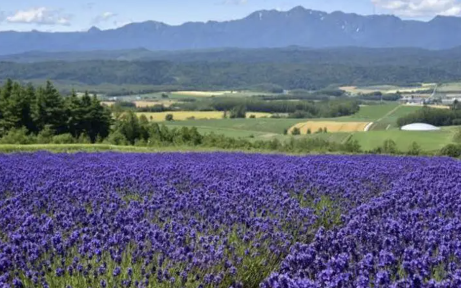 lavender field