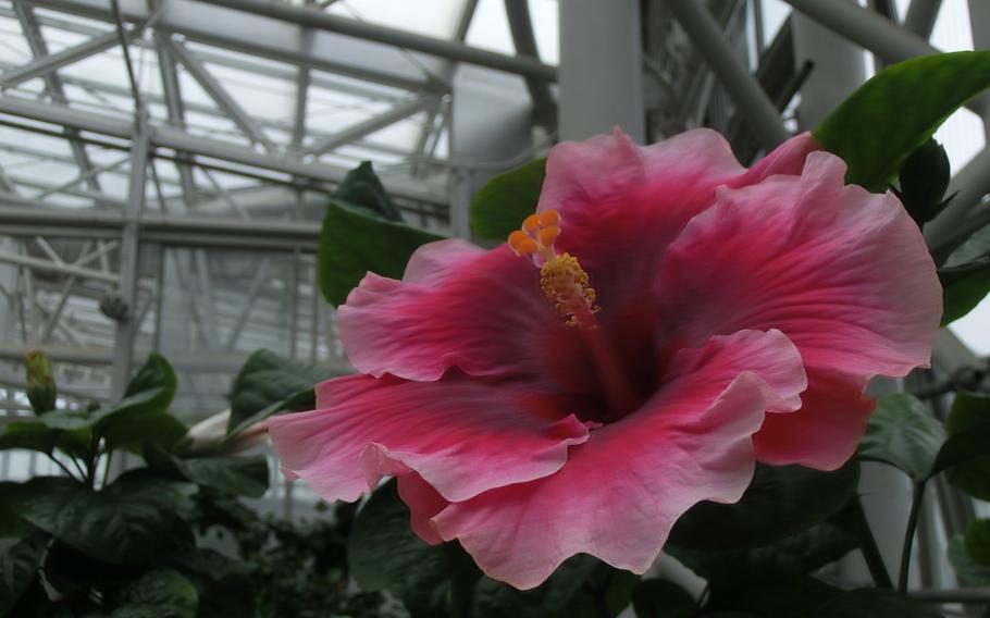 Tropical Water Lilies room (hibiscus)