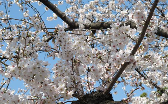 a full close-up photo of cherry blossoms.