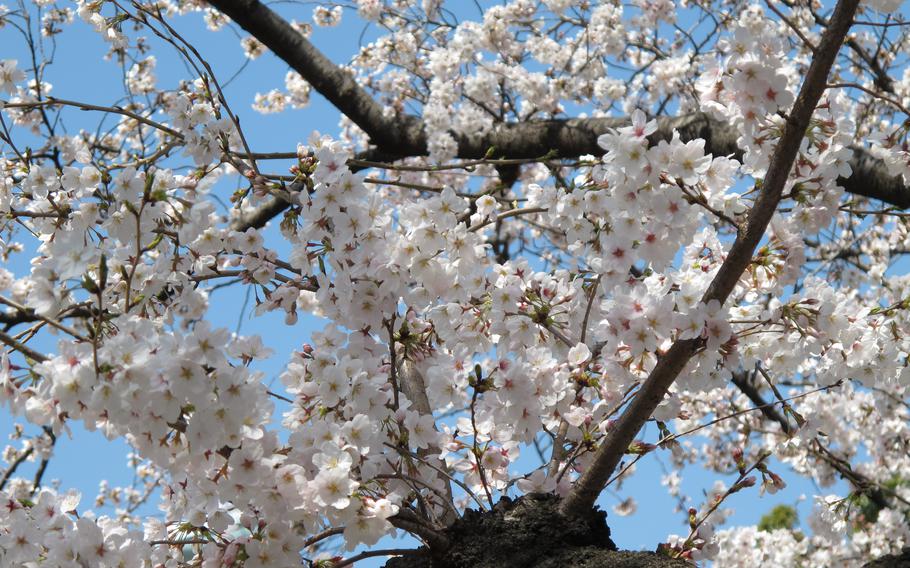 a full close-up photo of cherry blossoms.