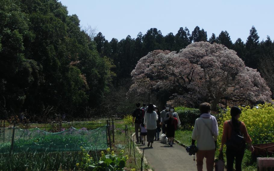 Yoshitaka no ozakura