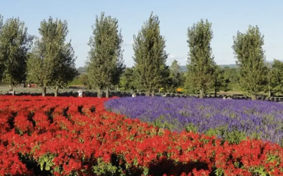 Other than lavender, there are various flowers such as poppy and scarlet sage; the farm has flowers in bloom from spring to autumn.