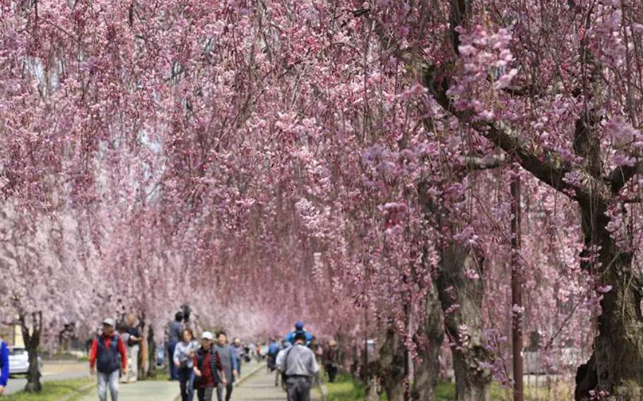 Nicchu Line Memorial Walkway cherry blossoms in Fukushima Prefecture