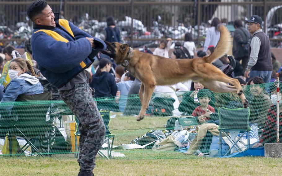 Tek, 374th Security Forces Squadron military working dog, bites a Japanese Air Self-Defense Force Security Guard Squadron handler during the annual air show at Iruma Air Base, Japan, Nov. 3, 2019. The suit allows the dog to practice subduing suspects without endangering the decoy, providing a safe training environment for both dog and handler. (U.S. Air Force photo by Airman 1st Class Brieana E Bolfing)