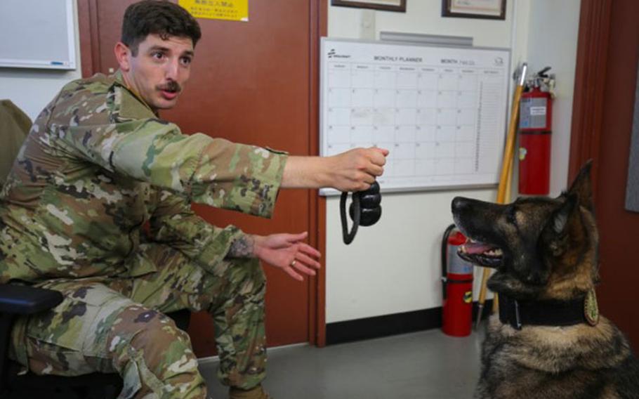 Pfc. Anthony Branham, left, assigned to 901st Military Police Detachment, plays with Eris, a former military working dog, at the military K-9 kennel on Camp Zama, Japan, Aug. 25, 2023. (Photo Credit: Yoshino Furuya)