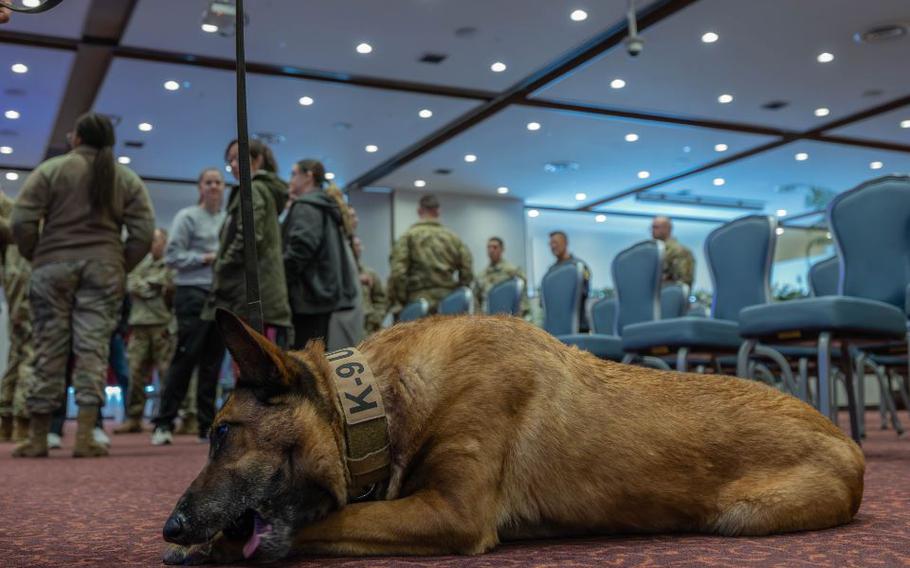 Fflorida, 374th Security Forces Squadron military working dog, plays with a chew-toy during her retirement ceremony at Yokota Air Force Base, Japan, Feb. 23, 2024. The first K9 corps was created during WWII and in 1966, four sentry dog teams from Andrews Air Force Base were trained as patrol dogs. 