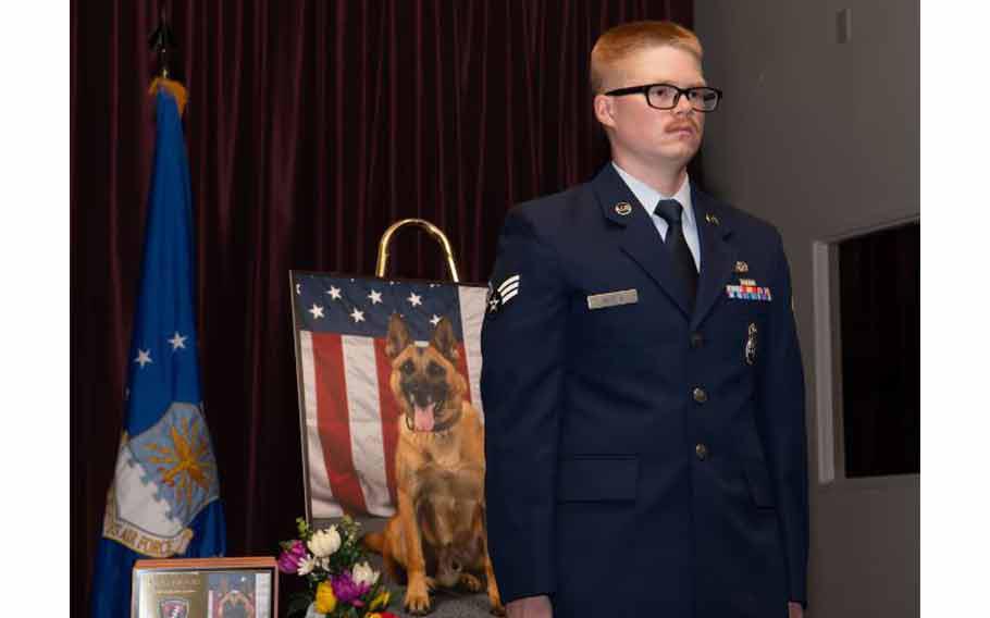 U.S. Air Force Senior Airman William Hepp V, 374th Security Forces Squadron military working dog handler, stands at attention to receive a certificate of Meritorious Service in honor of Tek, 374th SFS MWD, during his memorial service at Yokota Air Base, Japan, July 1, 2024.