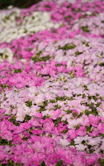 Habranthus at Ashikaga Flower Park