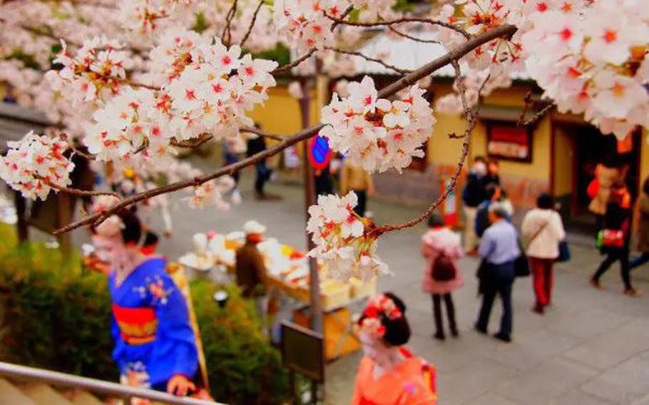 Dressing in kimono and seeing the cherry blossoms is a popular activity for many visitors to Japan