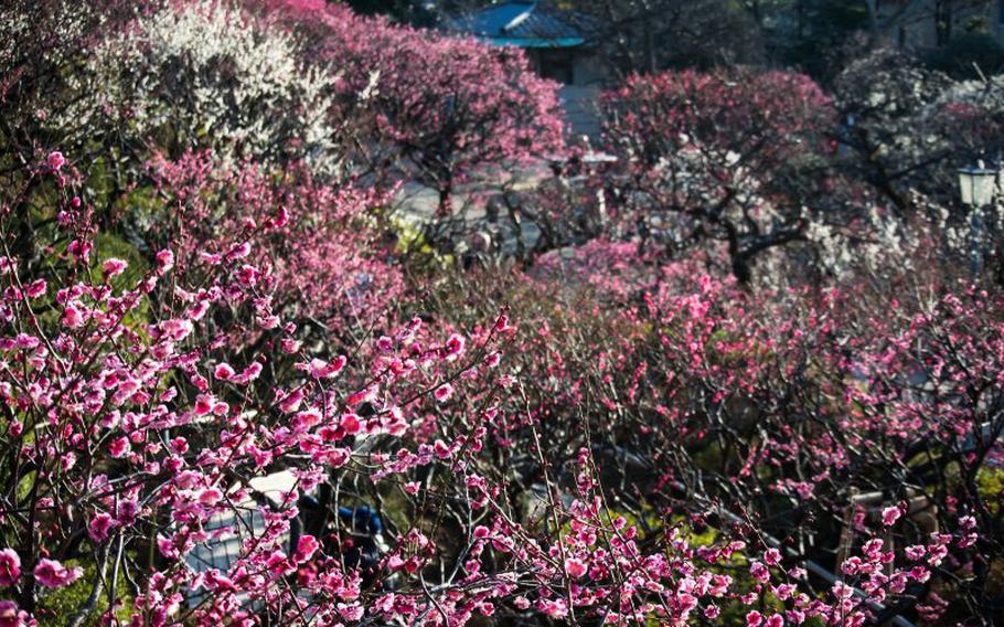 Ikegami Plum Garden