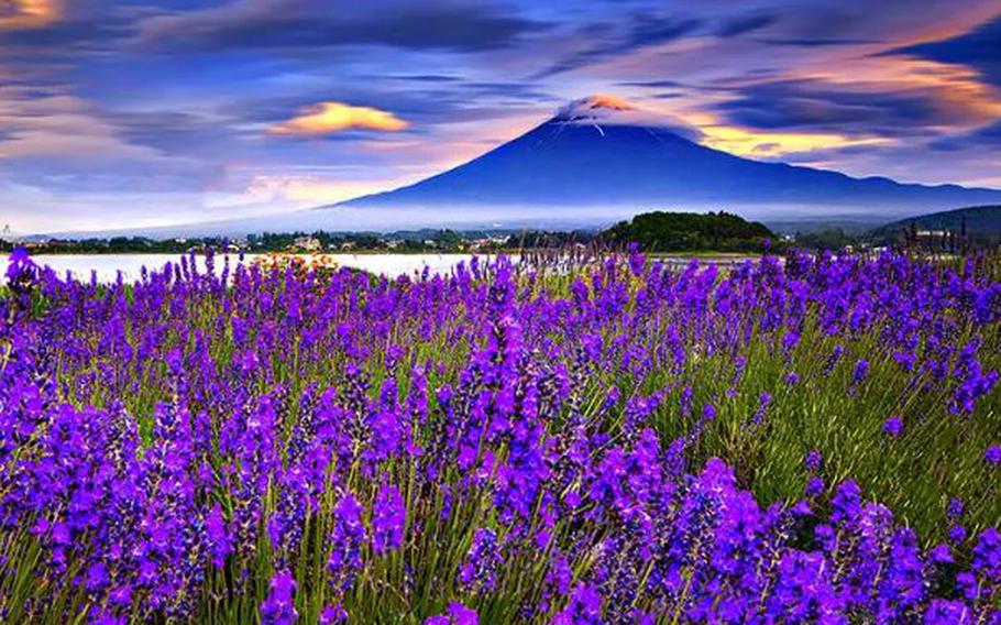Lavender and Mount Fuji (Kawaguchiko, Oishi Park)