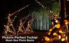forest lightened up with illuminations