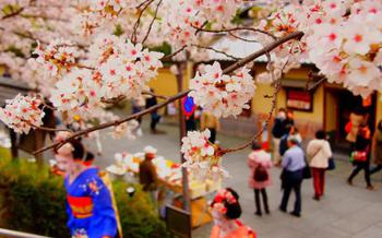Dressing in kimono and seeing the cherry blossoms is a popular activity for many visitors to Japan