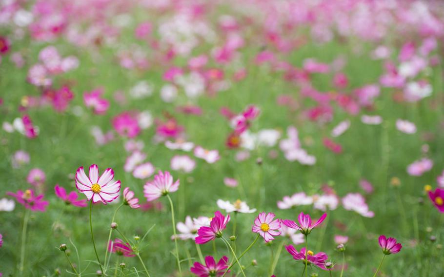 ActivitiesCosmos - the cherry blossoms of autumn (Photo: Takashi Hososhima / CC BY-SA 2.0)