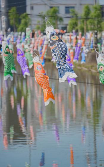 carp streamers over river
