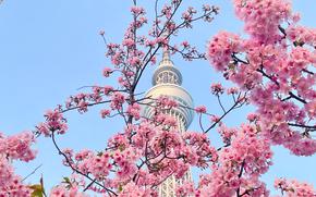 Skytree with cherry blossoms