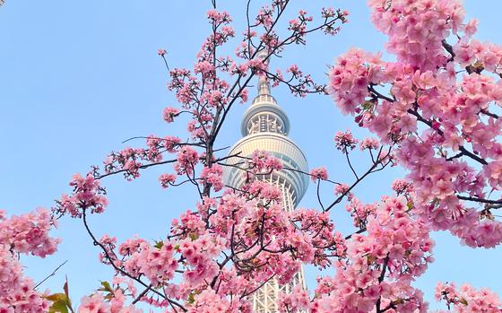 Photo Of Skytree with cherry blossoms