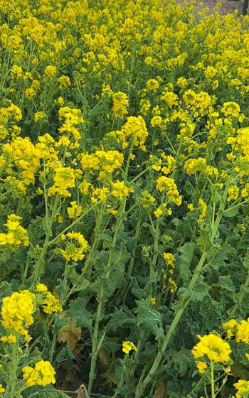 canola flower