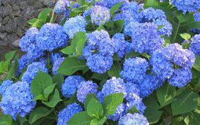hydrangea