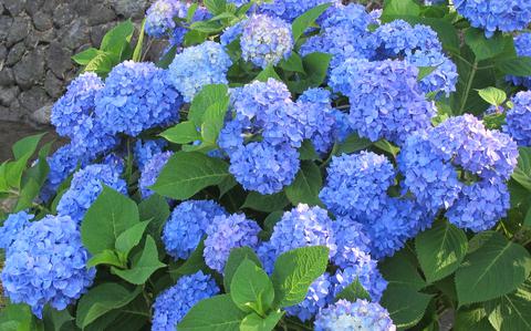 Photo Of hydrangea