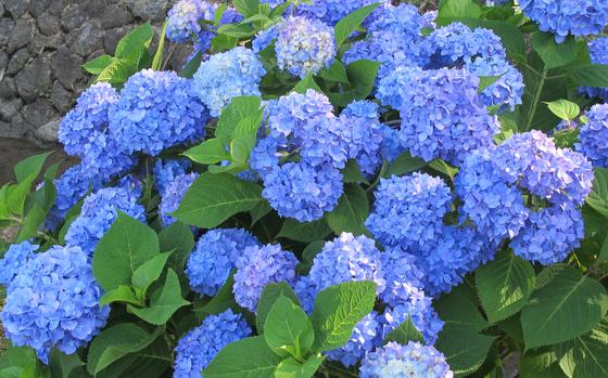 hydrangea