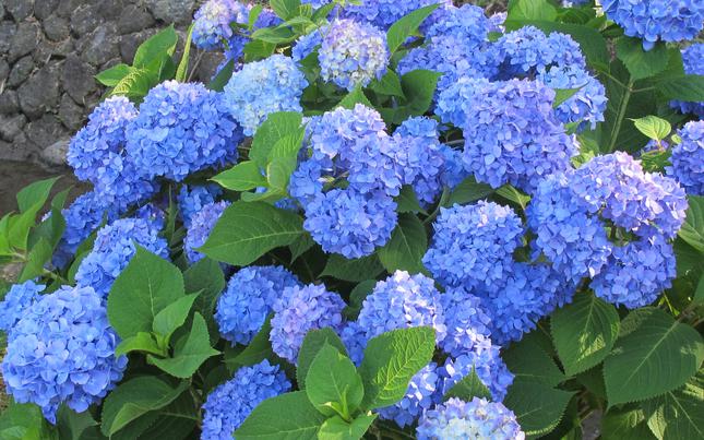 hydrangea