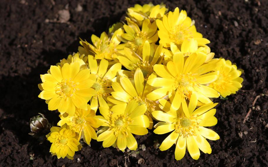 Fukujuso flowers