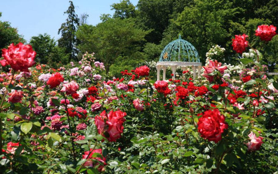 Keisei Rose Garden, Chiba