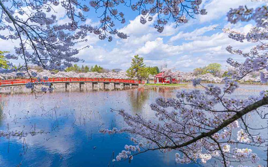 Saruka Park pond and cherry blossom trees