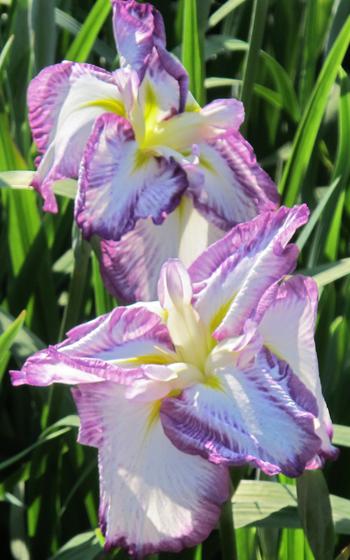 iris