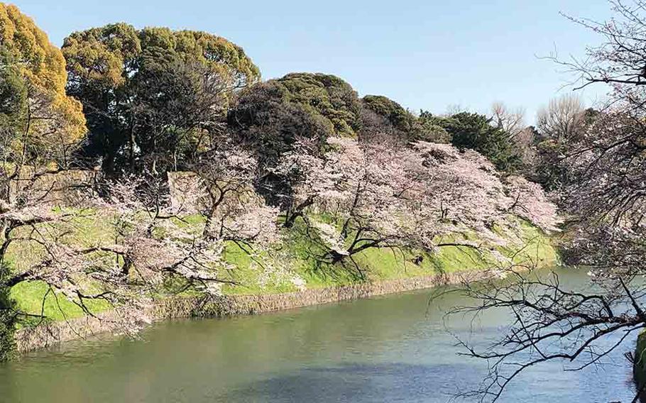 Chidorigafuchi cherry blossom