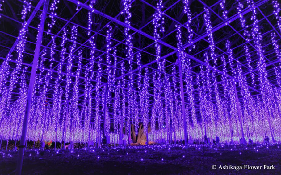 wisteria at Ashikaga Flower Park at night