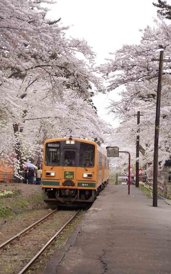 train and cherry blossom trees Ashino Park