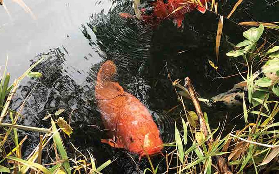 Carp in one of the five color ponds