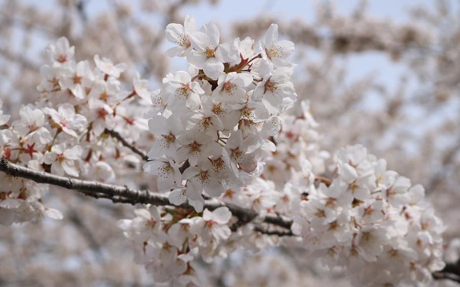 Atago Park (Photos by Yoshihito Morita)