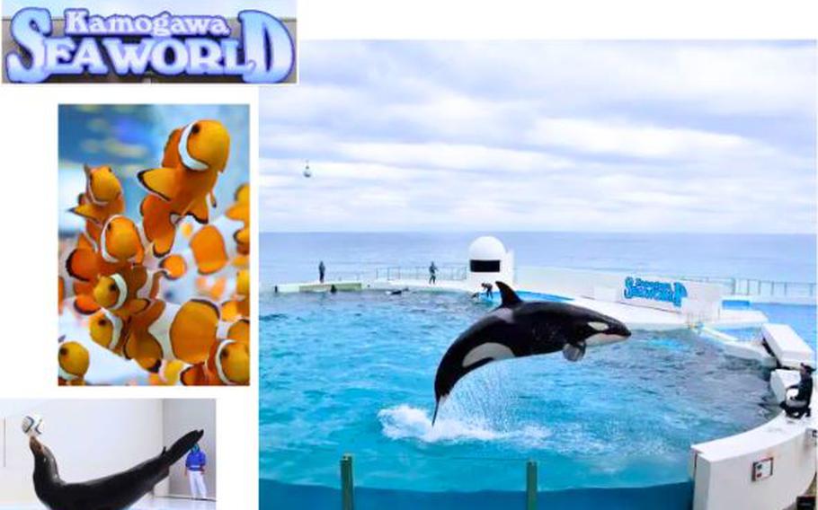 Kamogawa Sea World photos