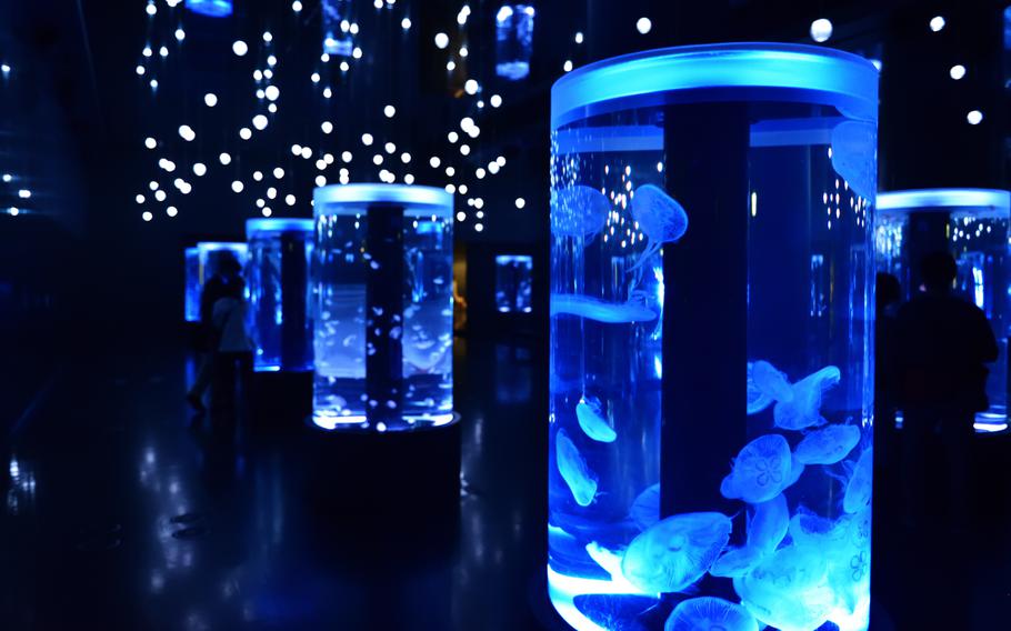jellyfish at Maxell Aqua Park Shinagawa