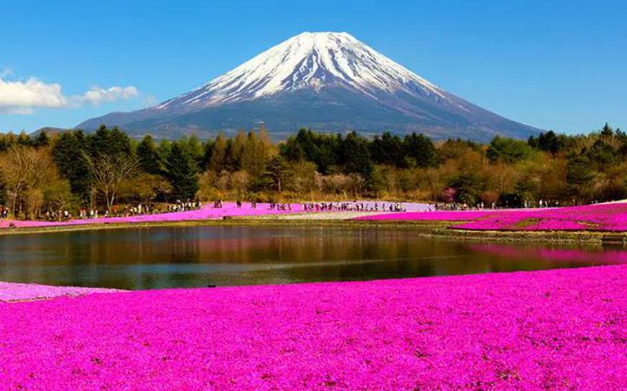 Moss phlox and Mount Fuji (Kawaguchiko, Motosu)
