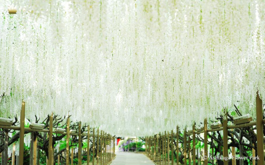 wisteria at Ashikaga Flower Park