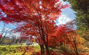 fall foliage