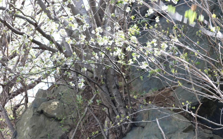 Near Misawa Air Base, the famous “Ishiwarizakura” (literally, rock-breaking cherry tree) is blooming late thanks to its proximity to the coast and the low temps blowing from the cold ocean water. Photos by Yoshihito Morita