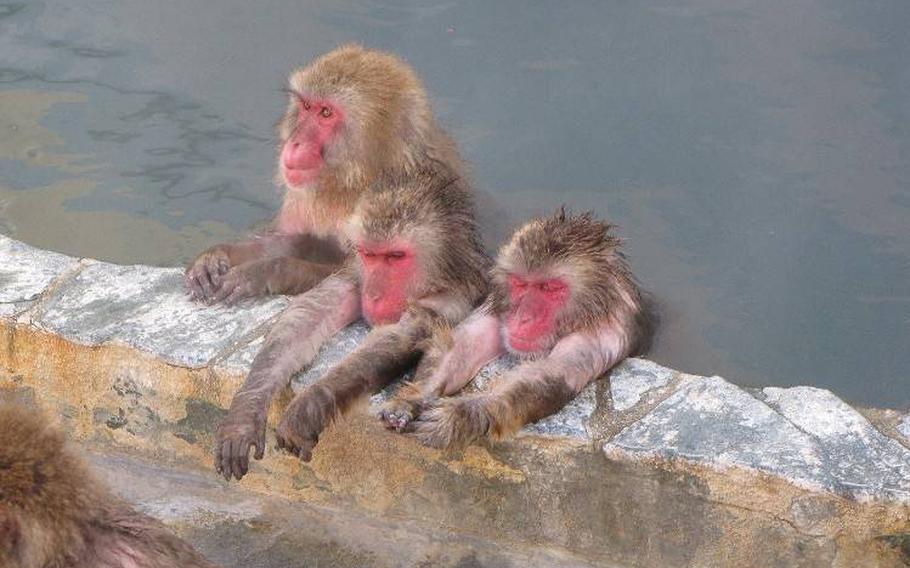 hot spring monkeys at Hakodate Tropical Botanical Garden