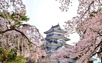 Matsumoto Castle framed by beautiful sakura blossoms (Nagano)