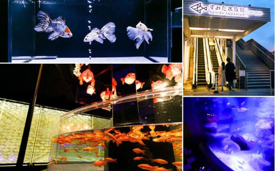 Sumida Aquarium at Tokyo Skytree photos