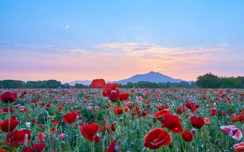 Photo Of Best parks for seasonal flowers in and around Tokyo