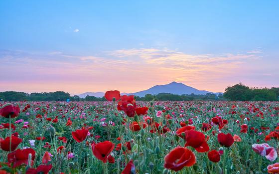 tulip field