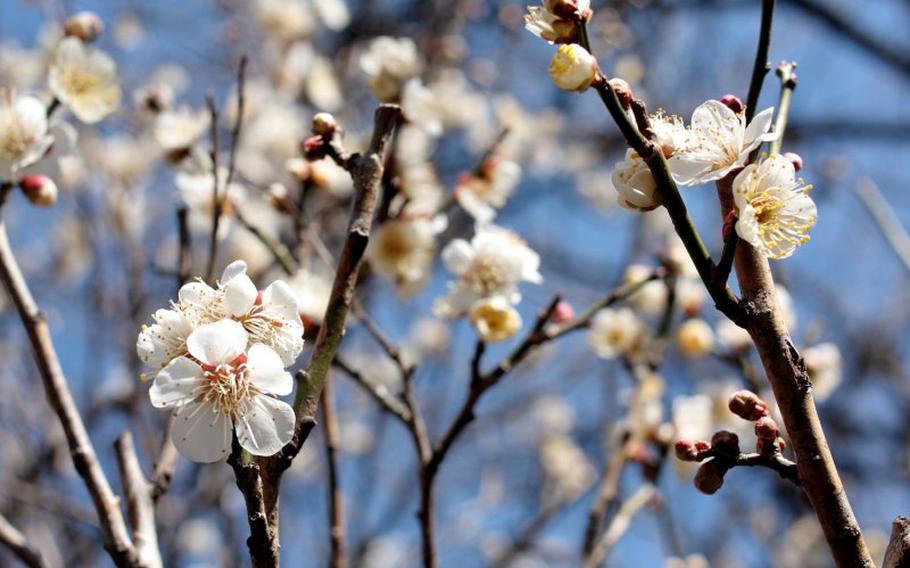 cherry blossom trees in Shinjuku Gyoen