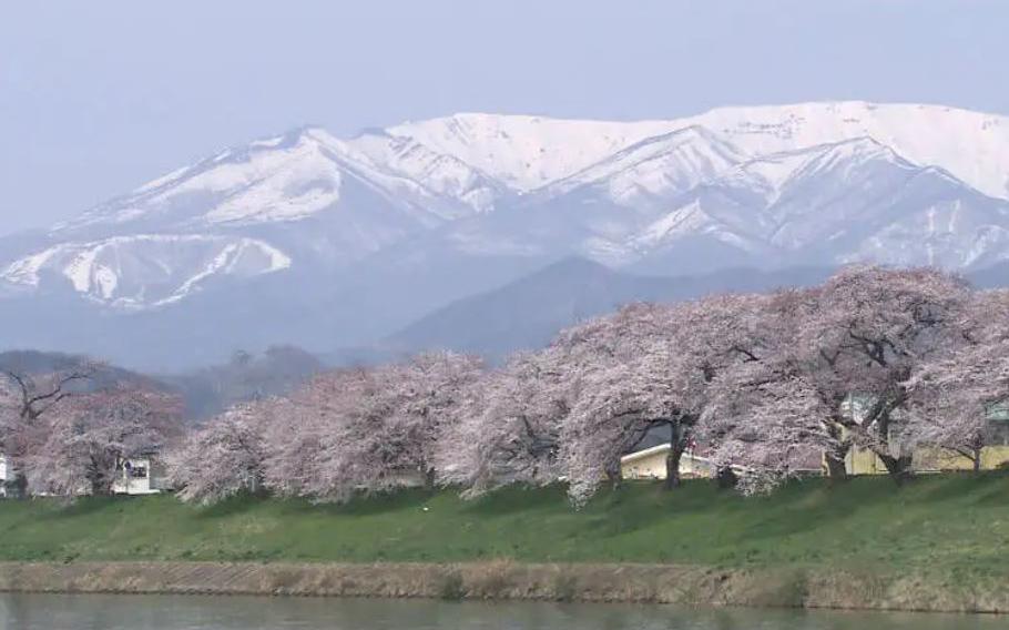 Shiroishi-gawa Tsutsumi Hitome Senbonzakura cherry blossoms in Miyagi Prefecture