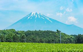 Beautiful Fuji mountain and fresh organic green tea farm in summer season.